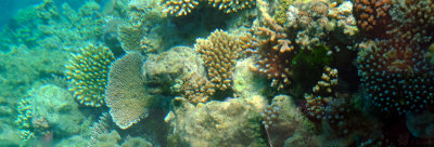 Corals - Great Barrier Reef, Australia.