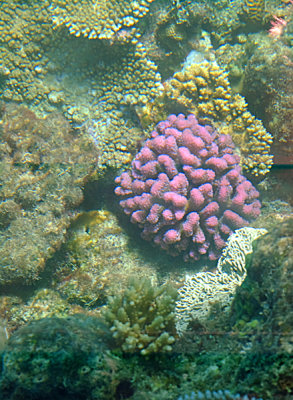 More Corals - Michaelmas Cay, Great Barrier Reef, Australia.
