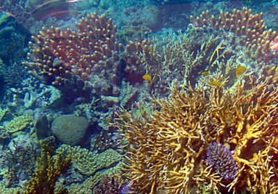 Still more corals - Michaelmas Cay, Great Barrier Reef, Australia.