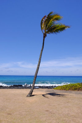 Solitary Tree and Shadow, Poipu Point, Kauai.