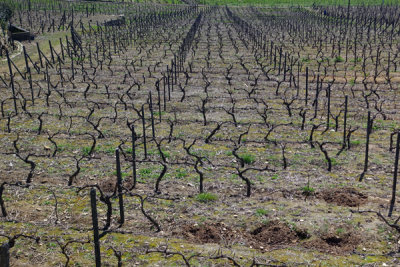 Vines awaiting Spring, Quinta da Avessada, Favaios.