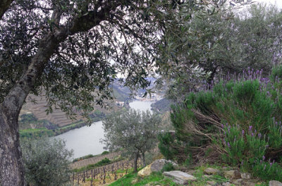 View Across the Douro from Quinta do Seixo, Regua.