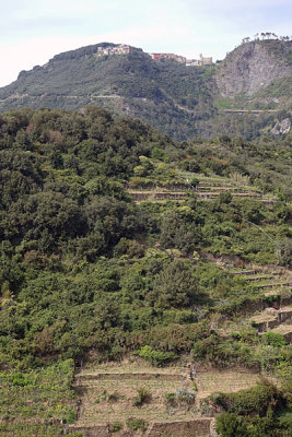 Terraces above Corniglia.