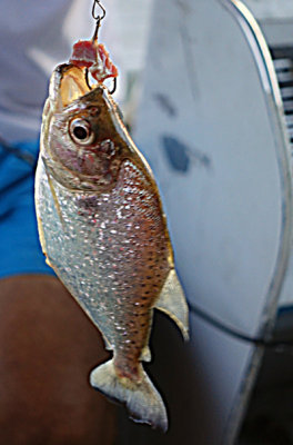 Fishing for Piranha, Rio Negro, Manaus, Brasil.