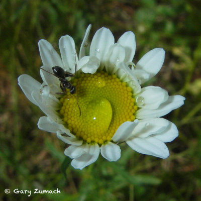 Ant on a Wet Daisy