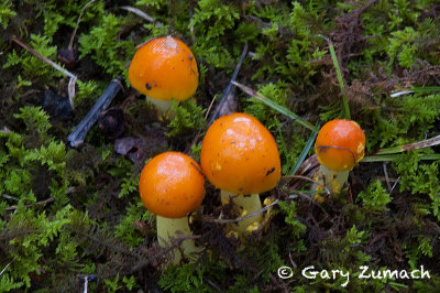 Orange Mushrooms
