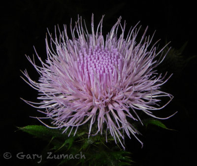 Midwestern Flora