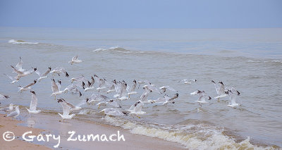 Gulls on Lake Michigan