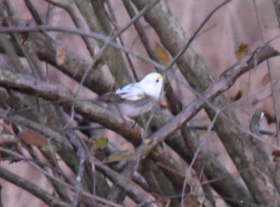whitebird