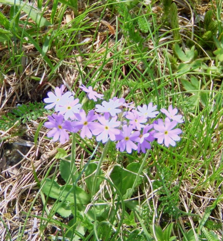 ALPINE PASTURE FLOWER