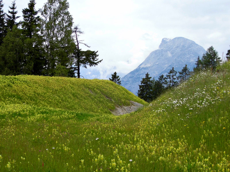 MOUNTAIN MEADOW