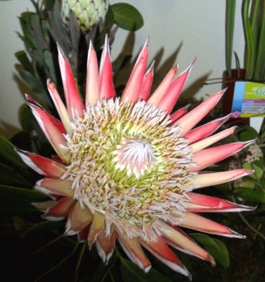 KING PROTEA