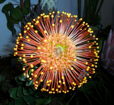 A TYPE OF PROTEA