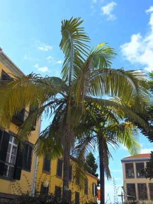 PALMS IN COLOMBO PLAZA