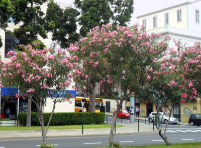 PINK TREES ON THE SEAFRONT ROAD