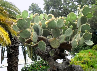 HANDSOME CACTUS