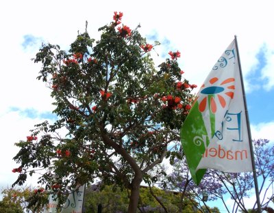 TULIP TREE & FESTIVAL FLAG