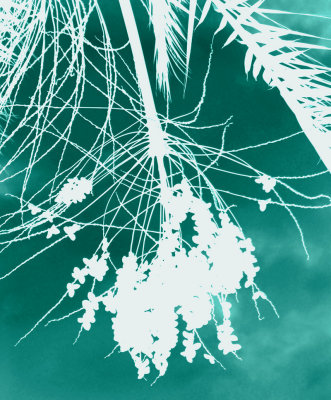 INVERTED PALM TREE SEEDS 2