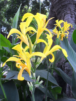 A TYPE OF CANA LILY