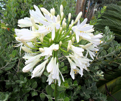 WHITE AGAPANTHUS  . 1