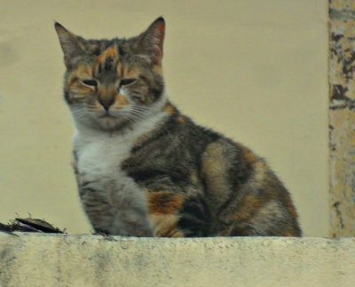 BALCONY OBSERVER