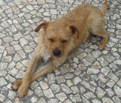 MARKET DOG