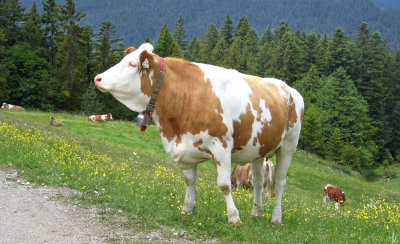 PROUD COW