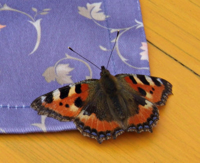 SMALL TORTOISESHELL BUTTERFLY