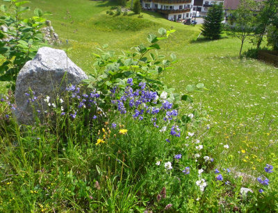 VILLAGE FLORA