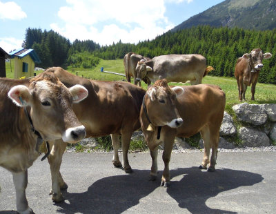 A BOVINE BUNCH