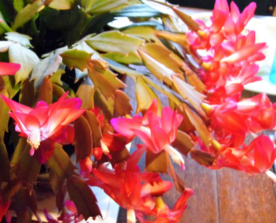 CHRISTMAS CACTUS