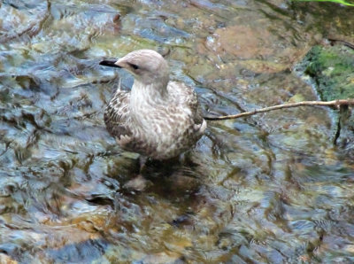 Fledgling Seagull