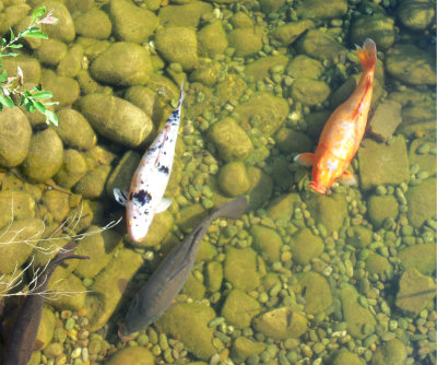 KOI CARP