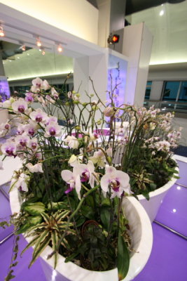Taoyuan Airport Orchids