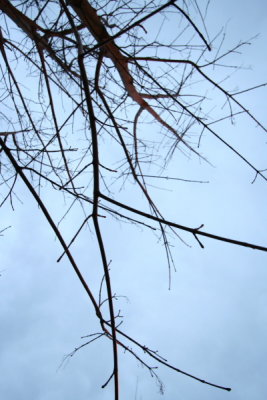 IMG_0887.JPG