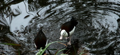 IMG_4157.JPG
