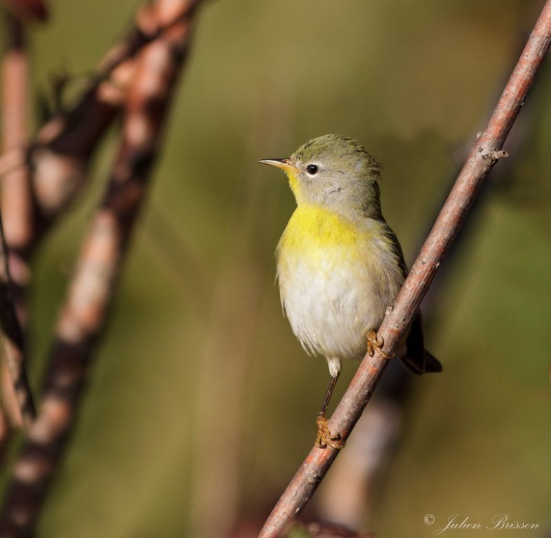 Paruline  collier