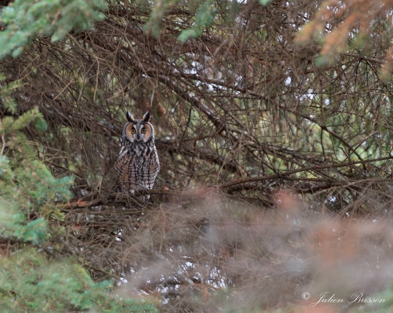 Hibou moyen-duc - Long-eared Owl