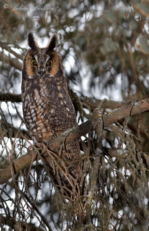 Hibou moyen-duc - Long-eared Owl