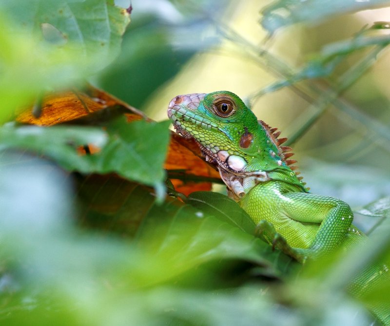 Iguane verte- Iguana iguana