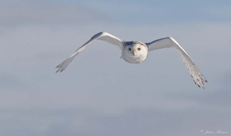 Harfang des neiges - Snowy Owl