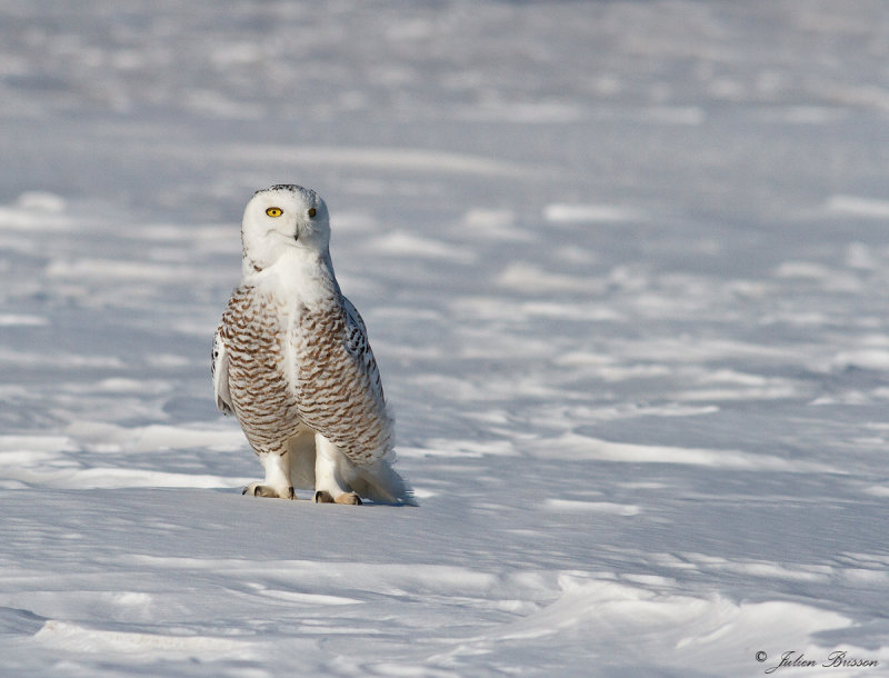 Harfang des neiges - Snowy Owl
