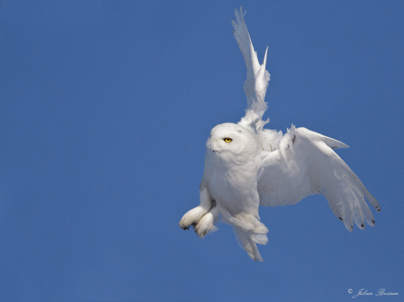 Harfang des neiges mle - Snowy Owl