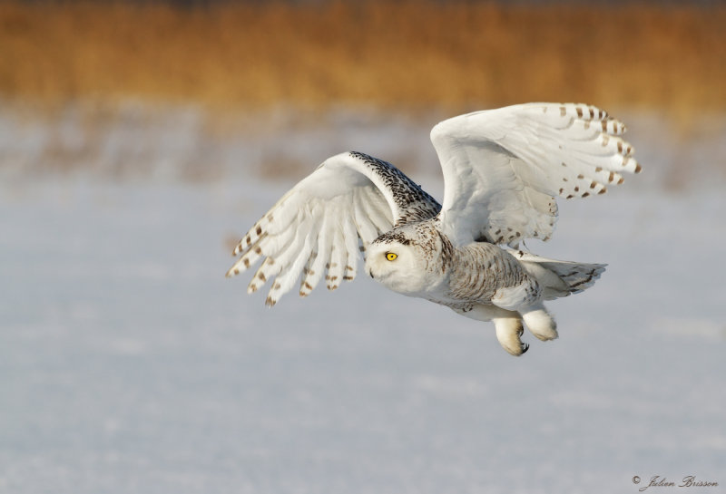 Harfang des neiges  - Snowy Owl
