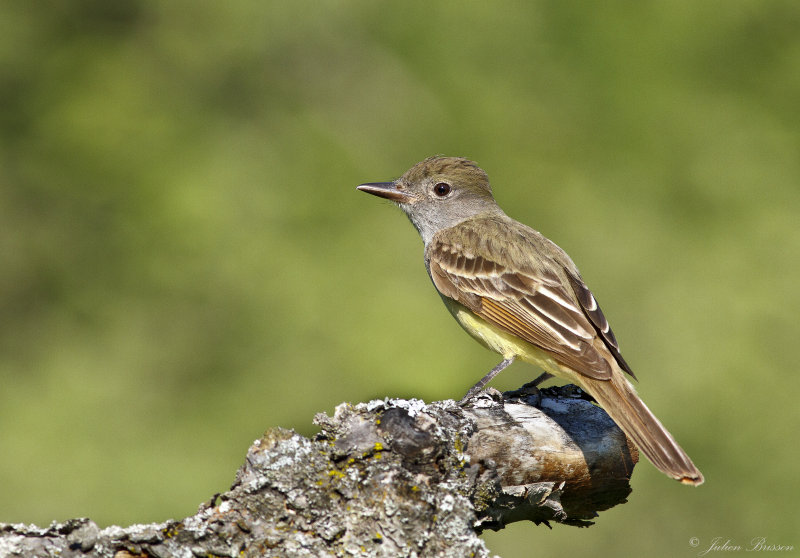 Tyran hupp - Great Crested Flycatcher