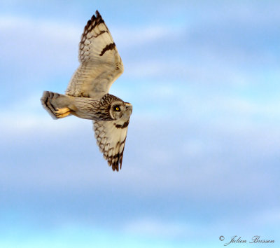 Hibou des marais