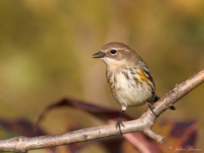 Paruline  croupion jaune