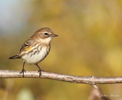 Paruline  croupion jaune