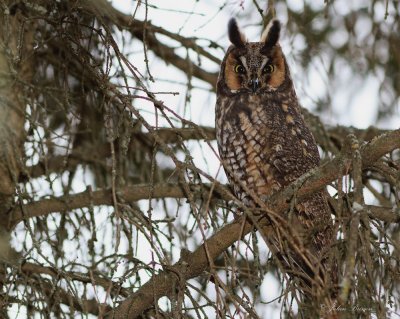 Hibou moyen-duc - Long-eared Owl