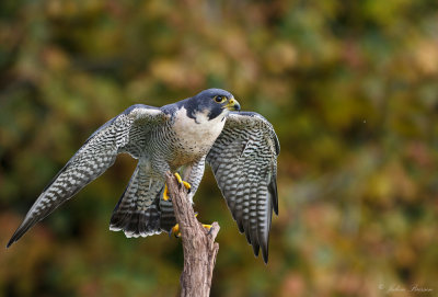 Faucon plerin - Peregrine falcon